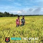 Turun ke Sawah, Babinsa Cek Kondisi Padi Bersama Petani