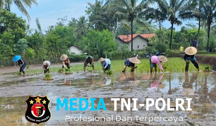 Babinsa Olak Alen Dampingi Petani Tanam Padi, Wujud Nyata Dukungan TNI Pada Ketahanan Pangan