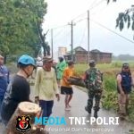 Babinsa Bantu Pembersihan Pohon Tumbang Akibat Hujan Deras dan Angin Kencang