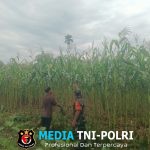 Babinsa Dampingi Petani Pantau Perkembangan Jagung