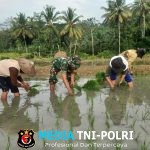 Babinsa Sumbersih Dampingi Poktan Tunas Jaya Tanam Padi di Lahan Warga
