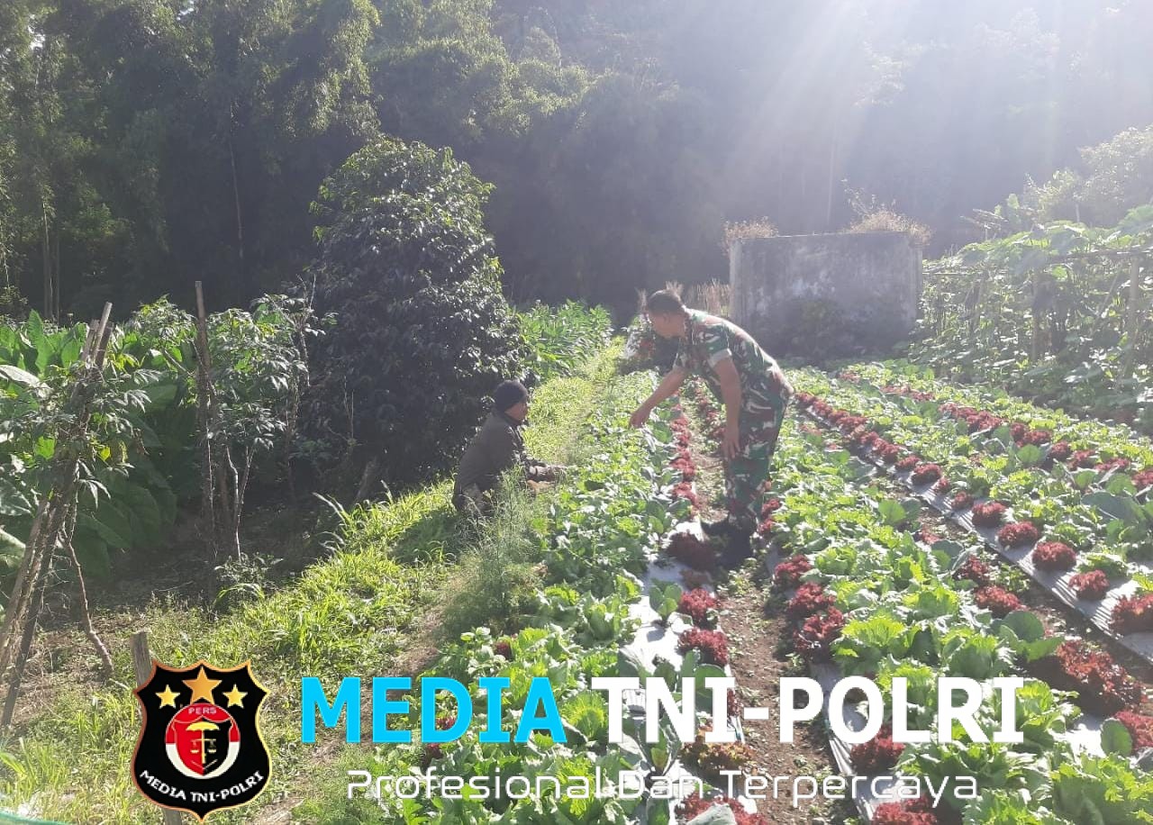 Babinsa Selo Dampingi Petani Wujudkan Swasembada Pangan