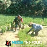 Turun kesawah, Babinsa dan Petani Kompak Cabut Bibit Padi Dukung Program Ketahanan Pangan