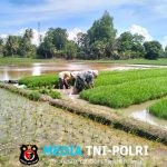 Wujud Kepedulian TNI, Babinsa Turun ke Sawah Bersama Petani
