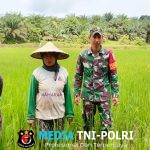 Babinsa Bantu Petani Merawat Tanaman Padi