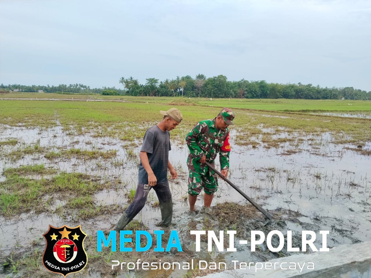 Wujud Kepedulian TNI, Babinsa Dampingi Petani Olah Lahan Padi