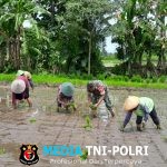 Babinsa Ngoran Dampingi Kelompok Tani Berkah Tani dalam Penanaman Padi Di Nglegok