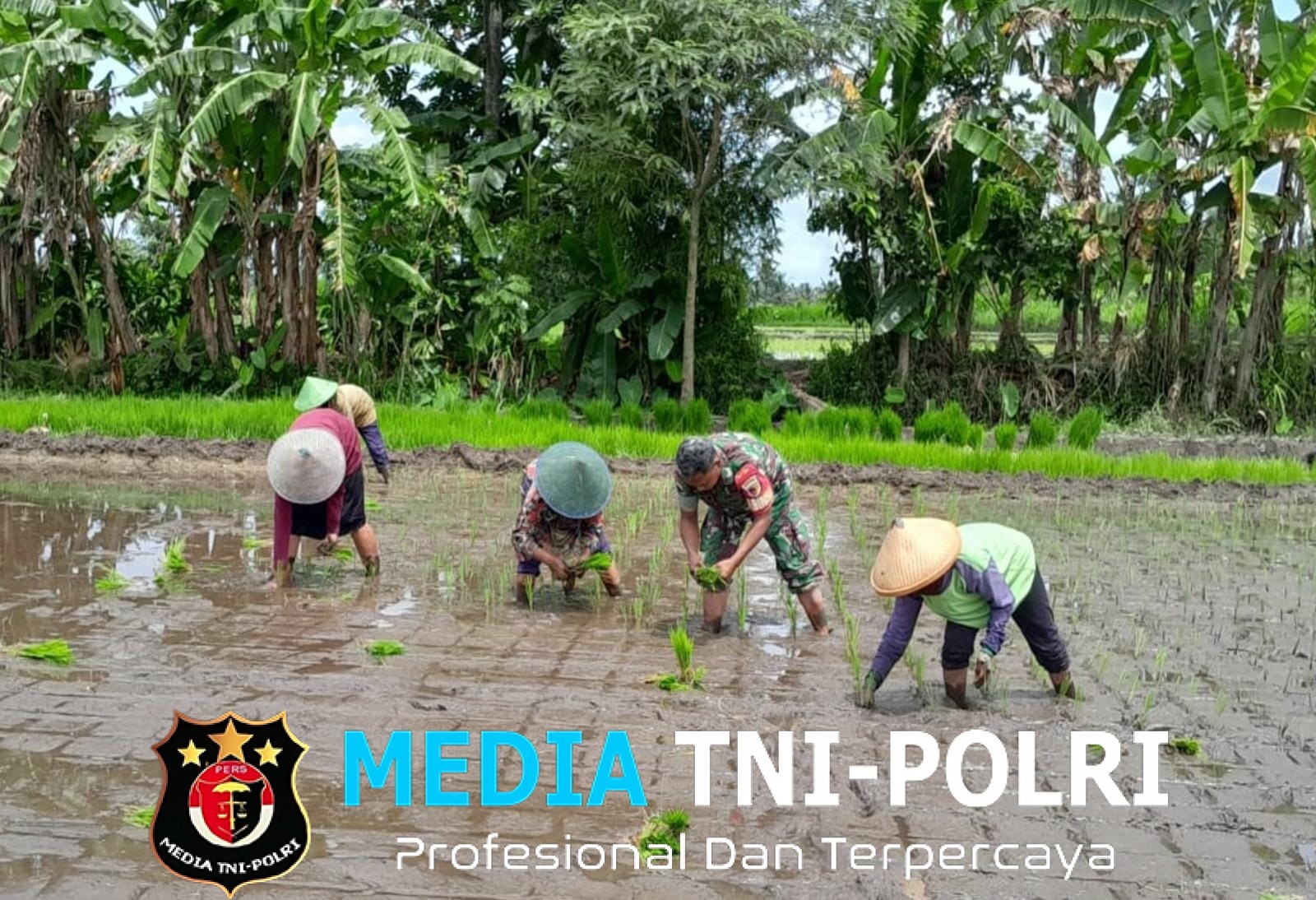 Babinsa Ngoran Dampingi Kelompok Tani Berkah Tani dalam Penanaman Padi Di Nglegok
