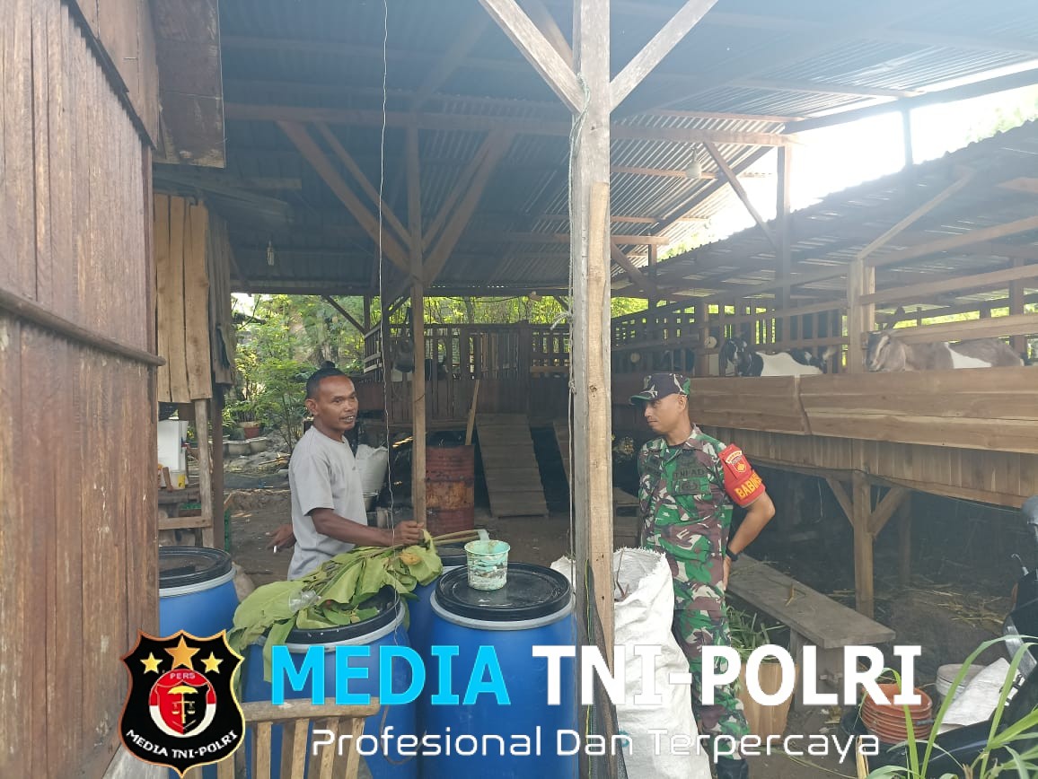 Babinsa Juwangi Dampingi Peternak Kambing, Dorong Peningkatan Kesejahteraan Warga