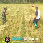 Turun ke Sawah, Babinsa Paya Bakong Pererat Silaturahmi Lewat Panen Bersama