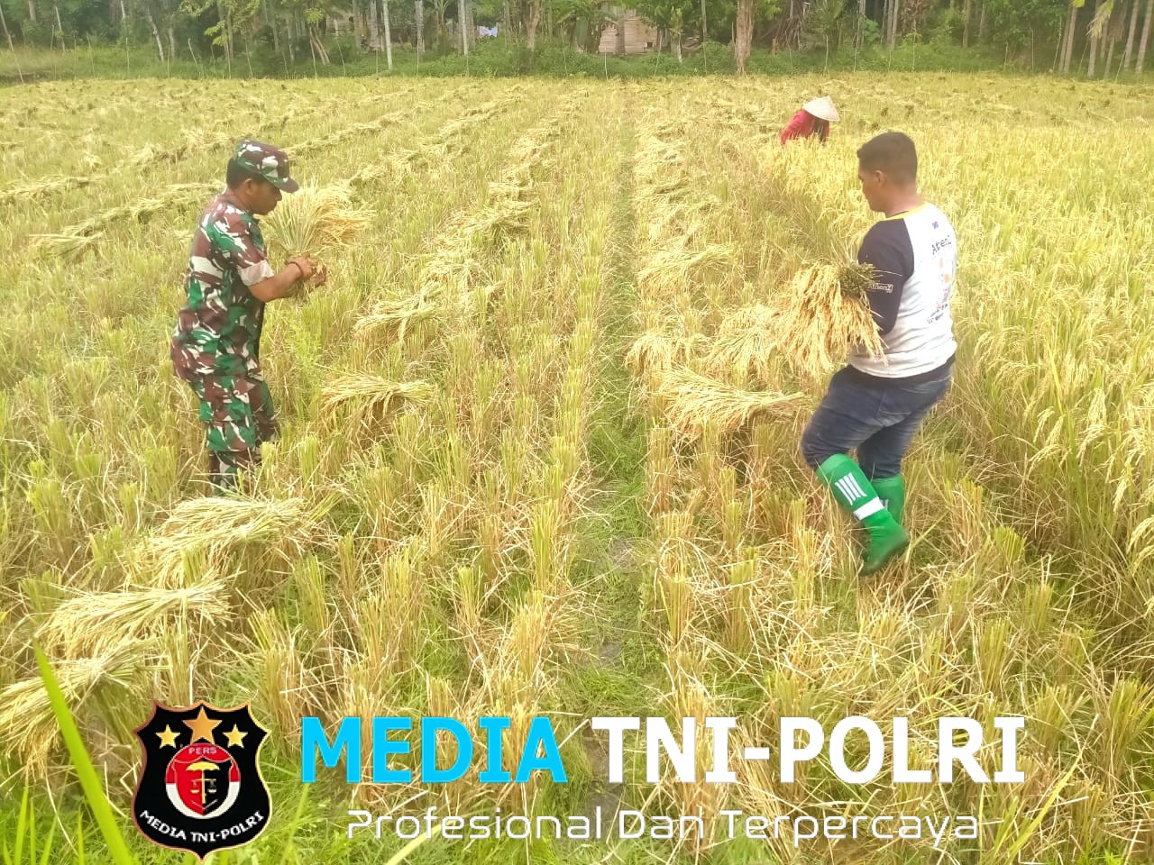 Turun ke Sawah, Babinsa Paya Bakong Pererat Silaturahmi Lewat Panen Bersama