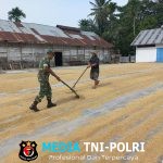 Babinsa Syamtalira Bayu Turun ke Lapangan, Bantu Warga Jemur Padi dengan Semangat Gotong Royong