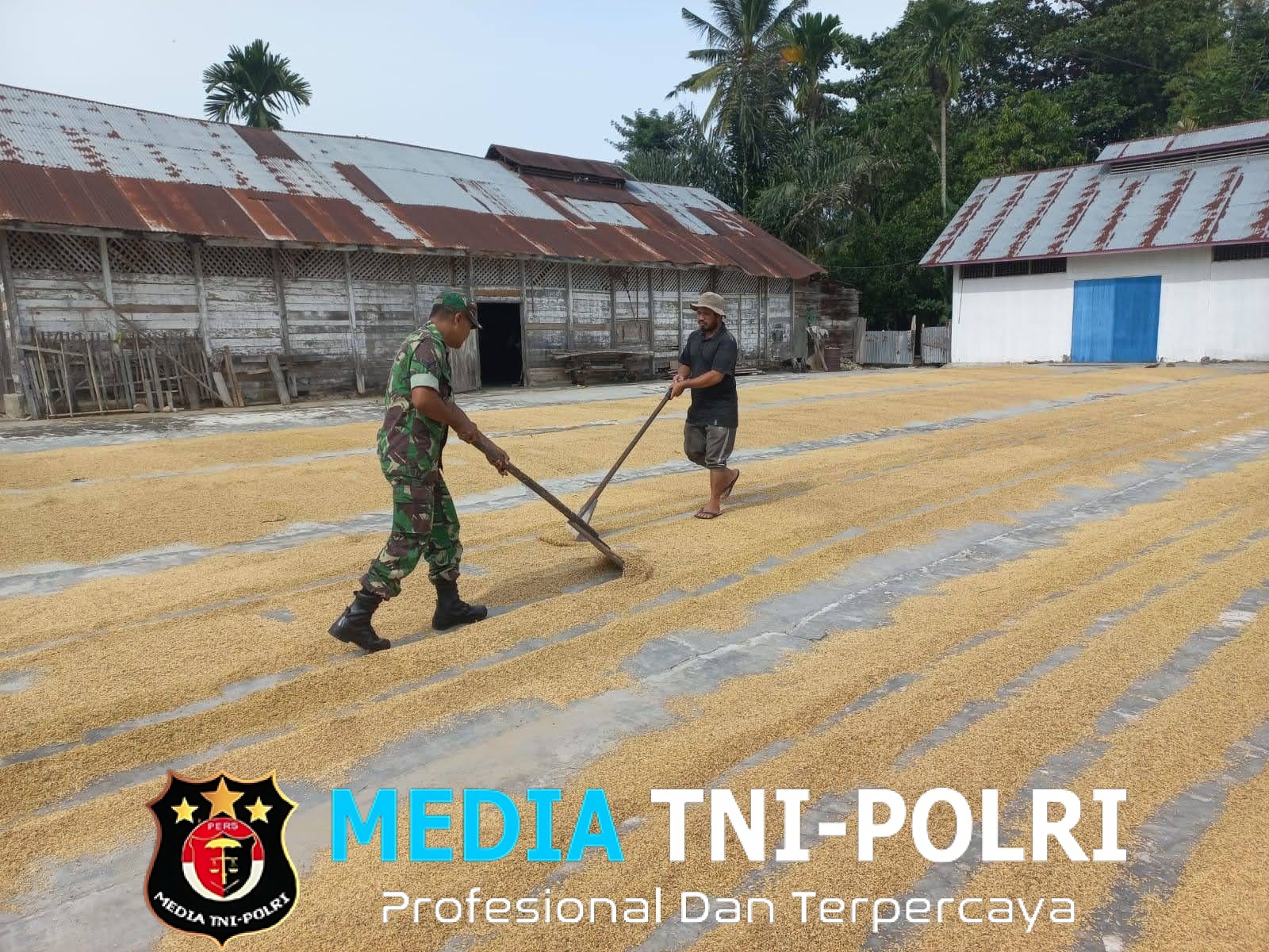 Babinsa Syamtalira Bayu Turun ke Lapangan, Bantu Warga Jemur Padi dengan Semangat Gotong Royong