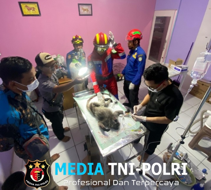 Ditemukan Penuh Luka, Seekor Lutung Abu-abu Diserahkan Damkar Kotim ke BKSDA Sampit