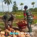 Ringankan Beban Warga, Babinsa Kimaam Bantu Warga Bangun Pondasi Rumah