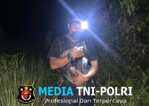Usai Dirawat, BKSDA Resort Sampit Akhirnya Lepasliarkan Lutung Abu-abu ke Habitatnya