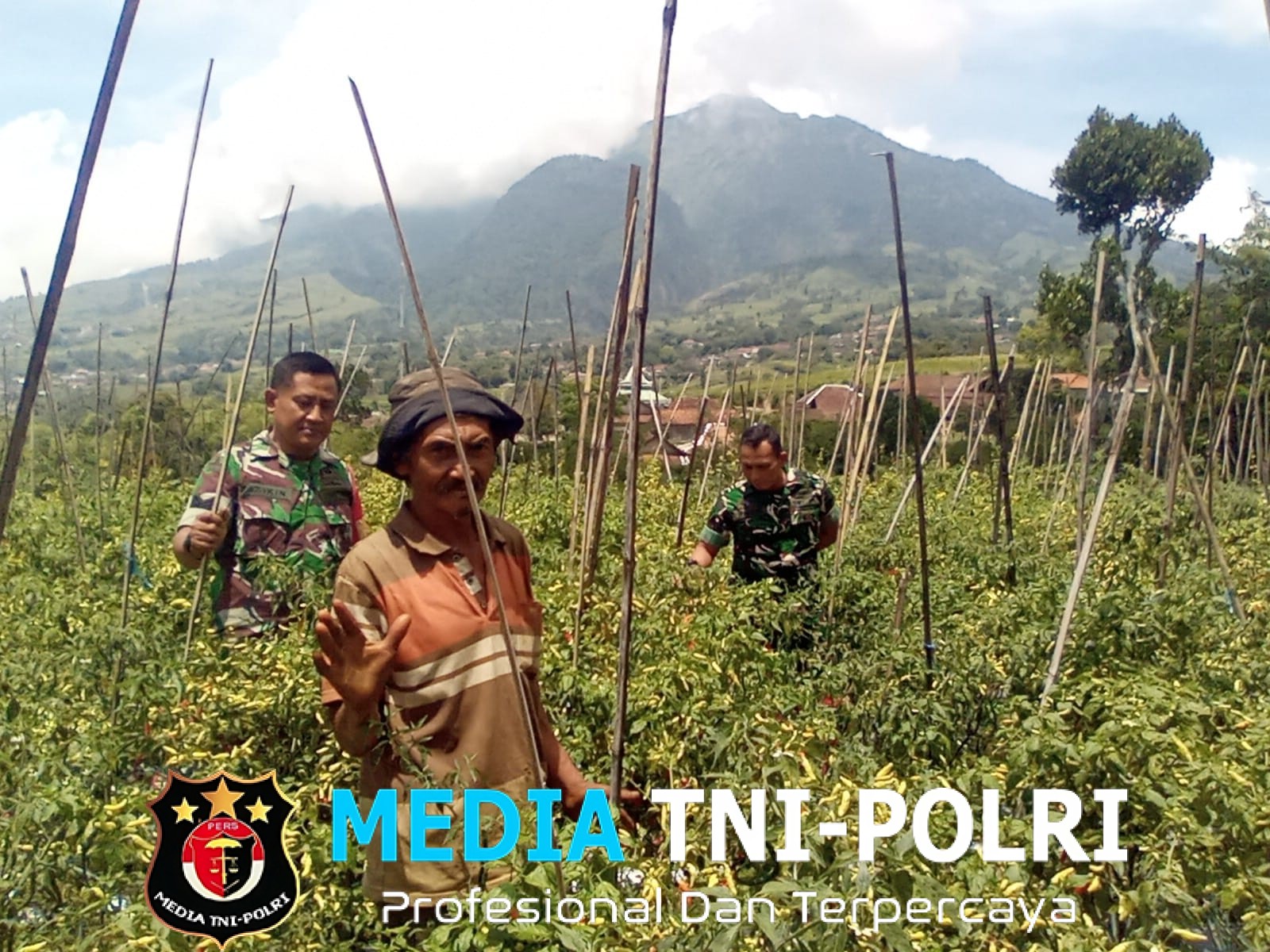 Babinsa Cepogo Turun ke Sawah, Bantu Petani Panen Cabai Demi Ketahanan Pangan
