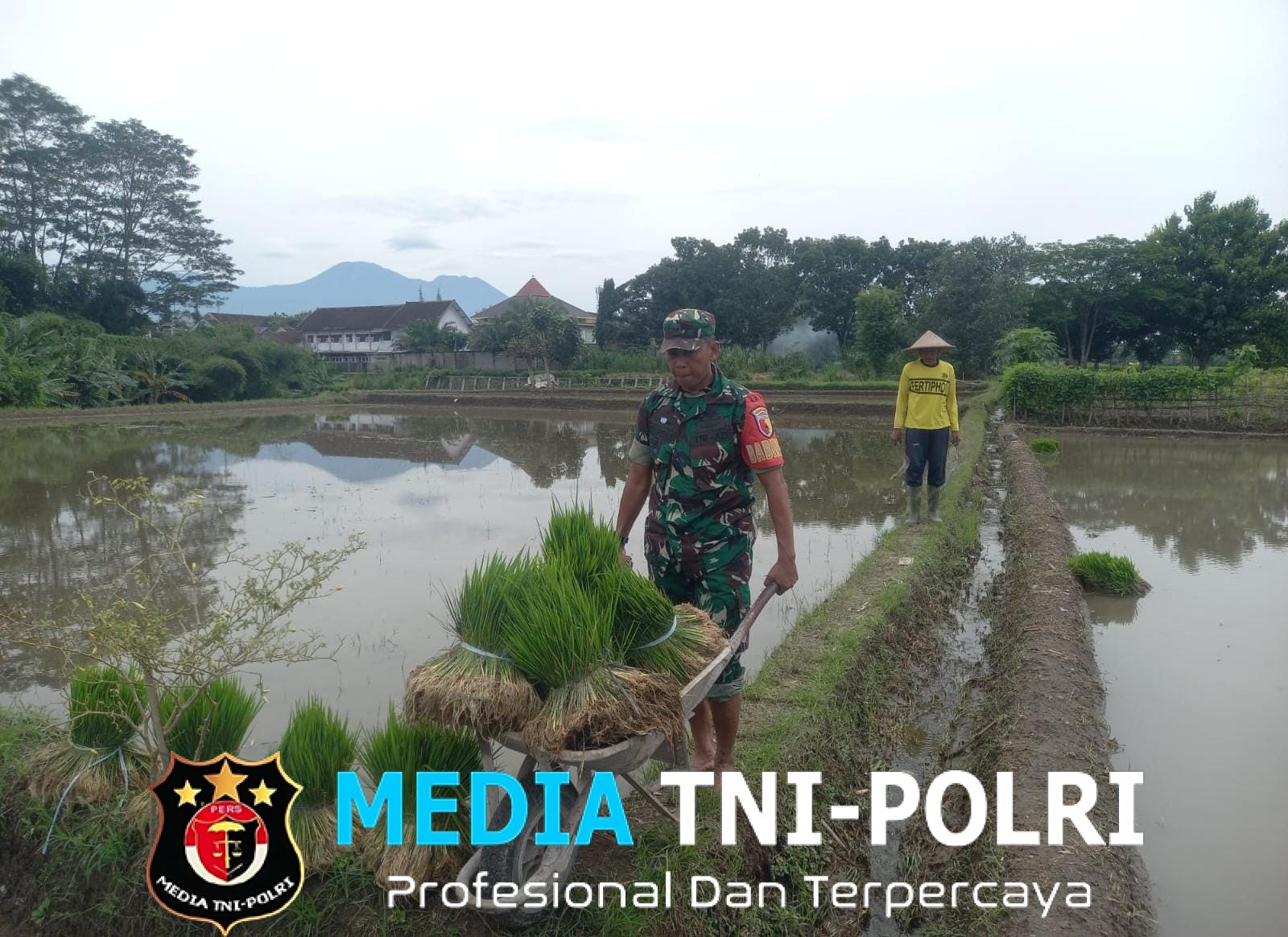 Wujud Kepedulian TNI Pada Ketahanan Pangan, Babinsa Kaweron Bantu Petani Tanam Padi
