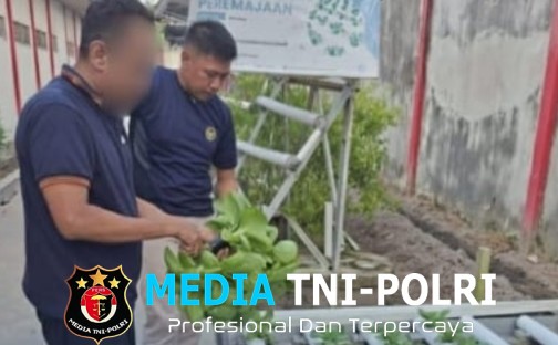 Panen Sayur Pakcoy di Lapas Kelas IIB Sampit