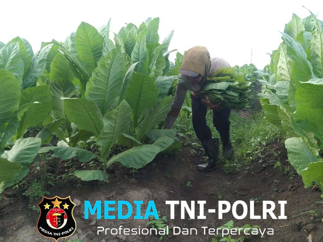 PTPN Cadangkan 500 Hektare Lahan untuk Hidupkan Kembali Kejayaan Tembakau Del