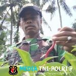 ‎Haru, Serda Israil Turun Bersama Petani Panen Cabai di Lebakharjo  ‎