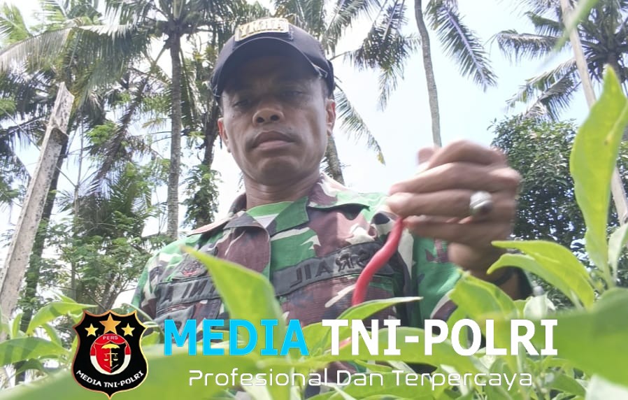 ‎Haru, Serda Israil Turun Bersama Petani Panen Cabai di Lebakharjo  ‎