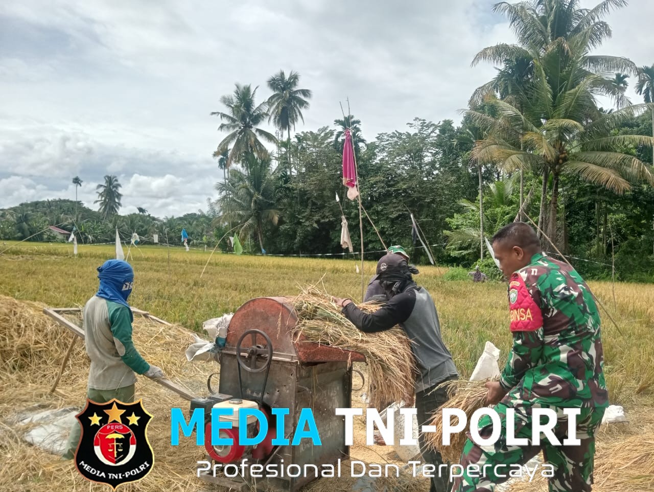 Babinsa Dukung Ketahanan Pangan, Bantu Petani Rontokkan Padi