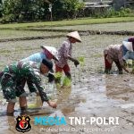 Satgas TMMD ke-126 Tanam Padi Bersama Warga Lebakharjo, Wujudkan Kemanunggalan TNI dan Rakyat