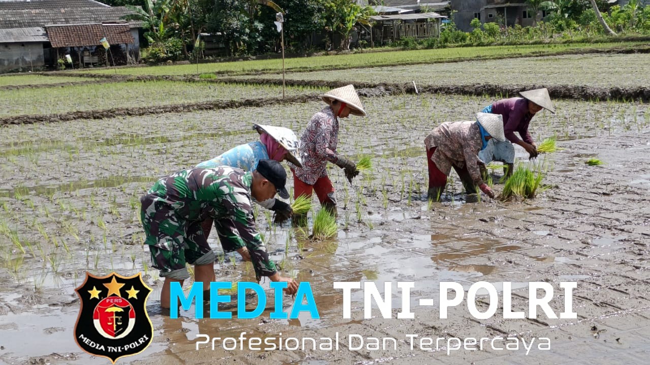 Satgas TMMD ke-126 Tanam Padi Bersama Warga Lebakharjo, Wujudkan Kemanunggalan TNI dan Rakyat