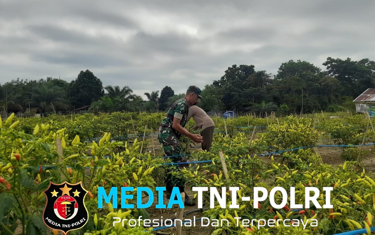 Babinsa Dampingi Petani Cabai dan Timun di Sarolangun, Dorong Ketahanan Pangan dan Ekonomi Warga