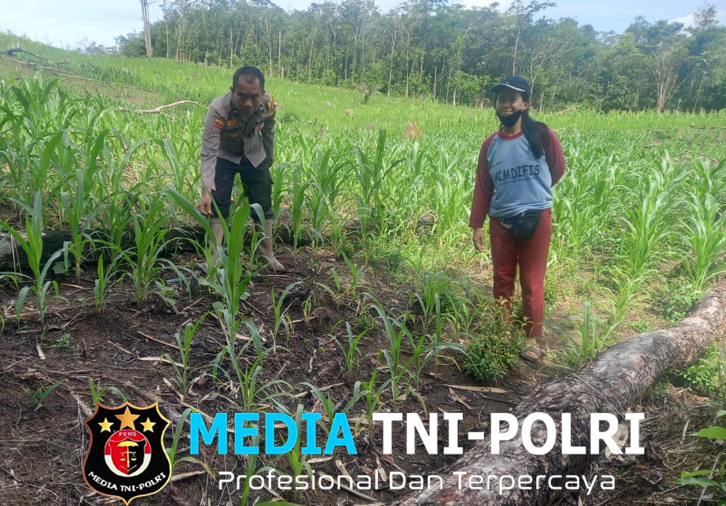 Bintara Pengerak Ketahanan Pangan Polsek Menyuke Lakukan Pengecekan Progres Tanaman Jagung