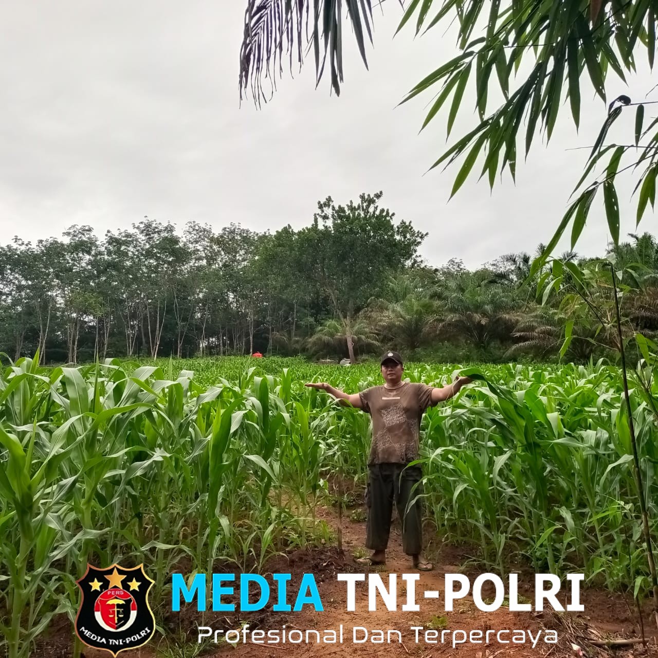 Personil Polsubsektor Jelimpo Lakukan Pengecekan Dan Perawatan Tumbuh Kembang Tanaman Jagung Di Demplot Polsek Ngabang