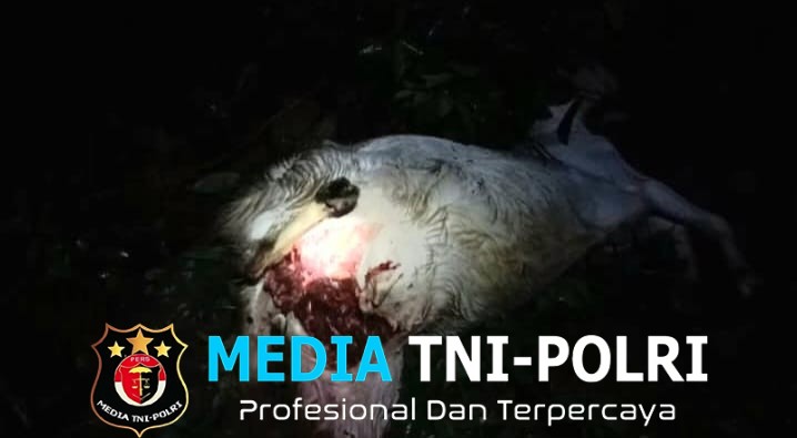 Polsek Pematang Sawa Identifikasi Temuan Kambing Diduga Dimangsa Beruang