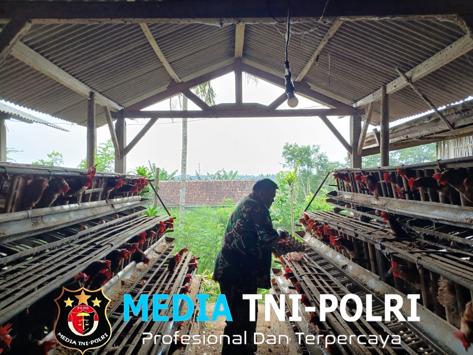 Babinsa Kaliasri Serda Eko Susilo Dampingi Peternak Ayam Petelur untuk Tingkatkan Ketahanan Pangan