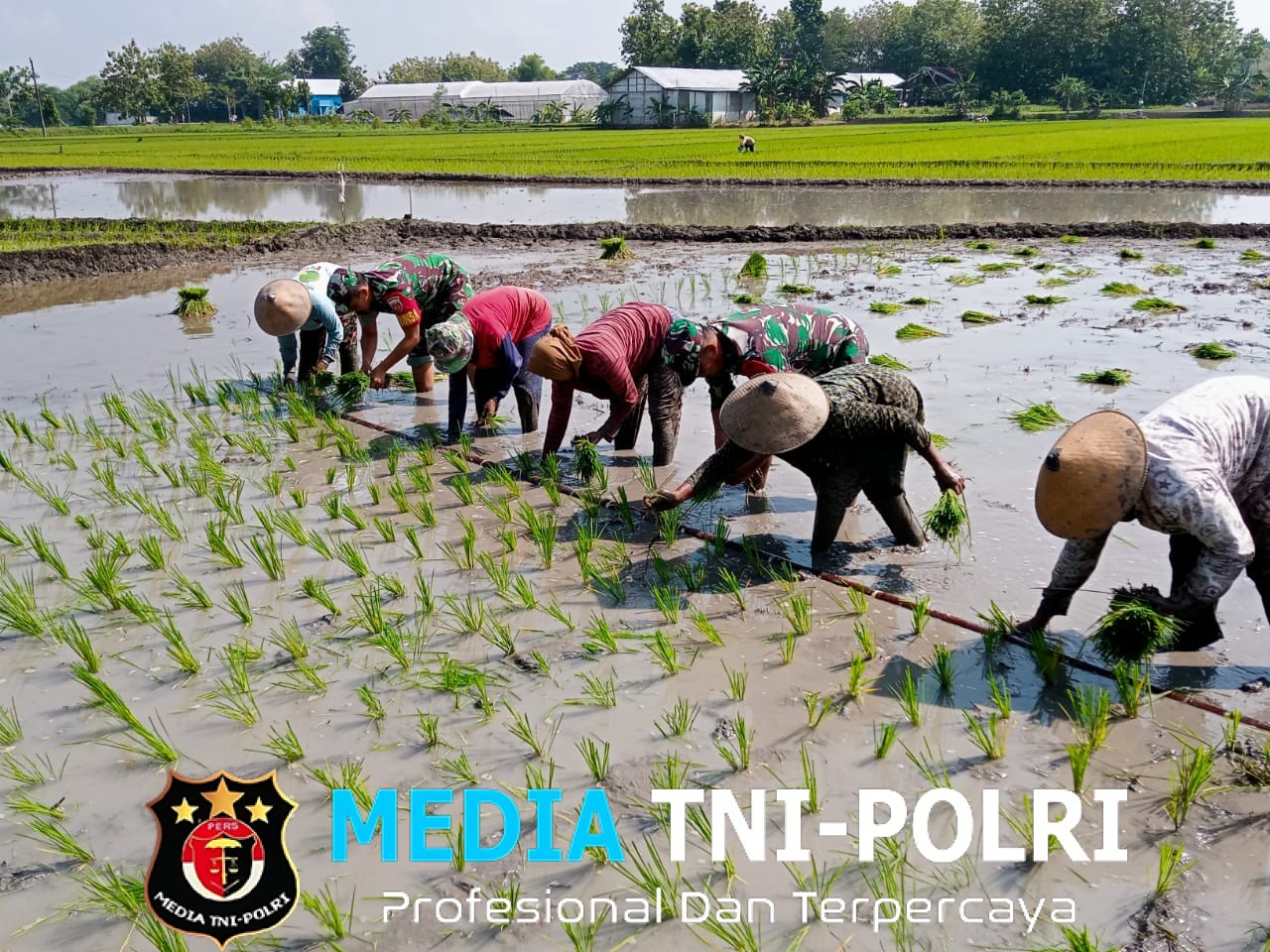 Babinsa Terjun ke Sawah Berlumpur, Tanam Padi Bersama Petani