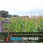 Bhabinkamtibmas Polsek Menjalin Pantau Perkembangan Program Ketahanan Pangan di Desa Tempoak