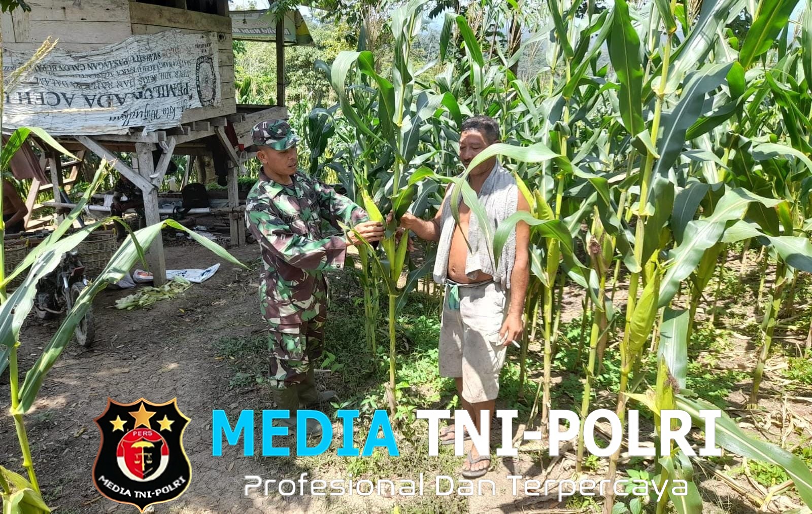 Wujud Kepedulian, Babinsa Dampingi Petani Panen Jagung