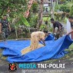 Satgas TMMD ke-126 Kodim 0818 Bantu Warga Selamatkan Hasil Panen di Tengah Ancaman Hujan
