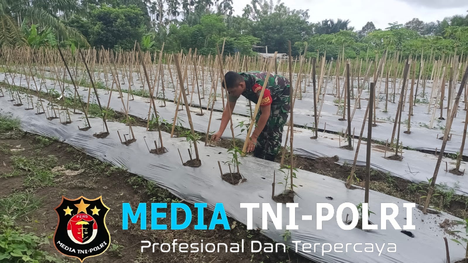 Babinsa Koramil 29/Langkahan Dukung Petani Cabe Lewat Kegiatan Hanpangan