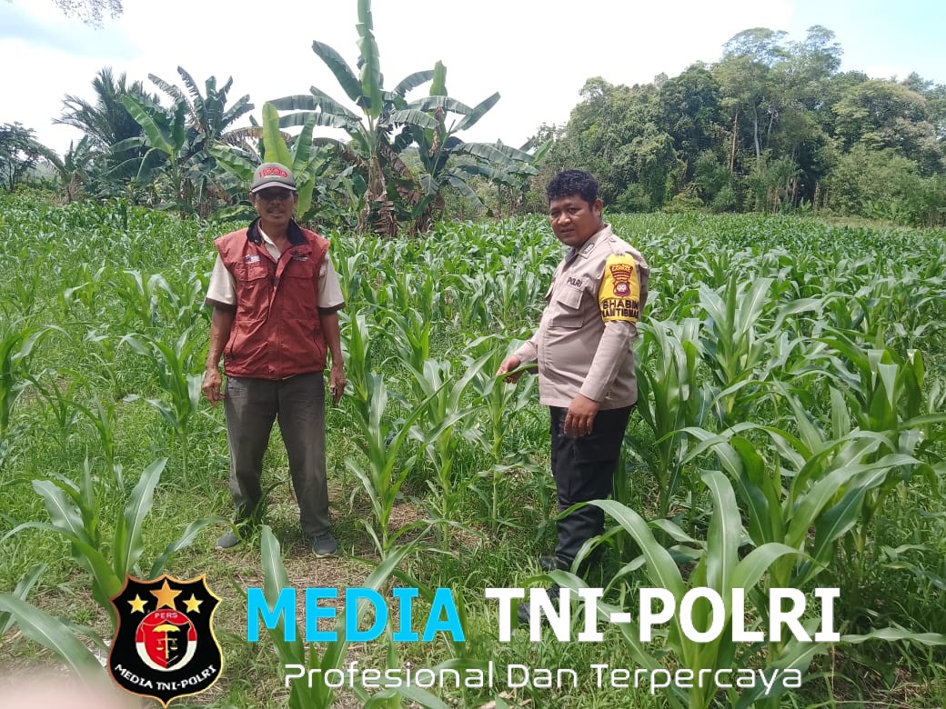 Bhabinkamtibmas Polsek Menyuke Cek Kondisi Jagung Ke Desa Anik Dingir