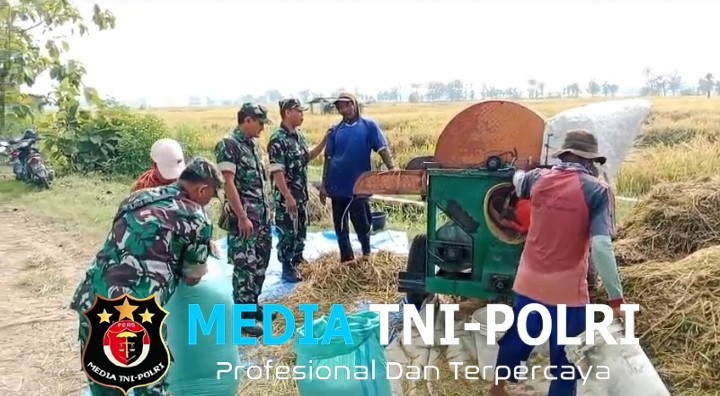 Babinsa Panen Padi, Bantu Kesulitan Petani di Wilayah