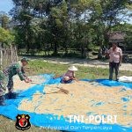 Babinsa Bantu Petani Jemur Padi di Desa Alue Bungkoh