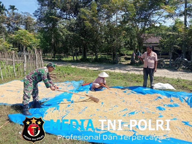 Babinsa Bantu Petani Jemur Padi di Desa Alue Bungkoh