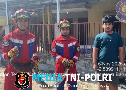 Damkar Kotim Evakuasi Ular Sanca Batik di Kandang Ayam Warga