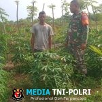 Babinsa Koramil 06/Smd Bantu Petani Cek Tanaman Daun Ubi di Samudera