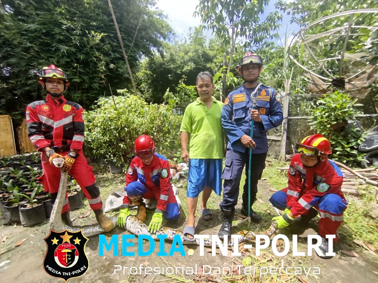 Disdamkarmat Kotim Amankan Ular Sanca Batik Sepanjang 3 Meter