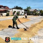 Babinsa Koramil 15/Matangkuli Bantu Penjemuran Padi Petani di Desa Punti