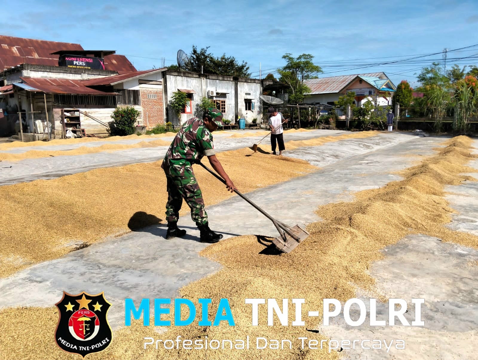 Babinsa Koramil 15/Matangkuli Bantu Penjemuran Padi Petani di Desa Punti