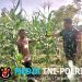 Babinsa Dampingi Petani Pantau Tanaman Jagung