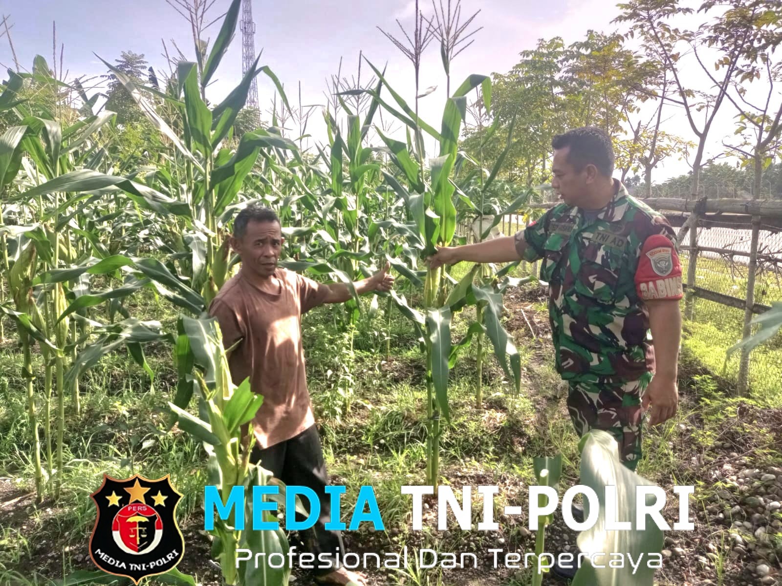 Babinsa Dampingi Petani Pantau Tanaman Jagung